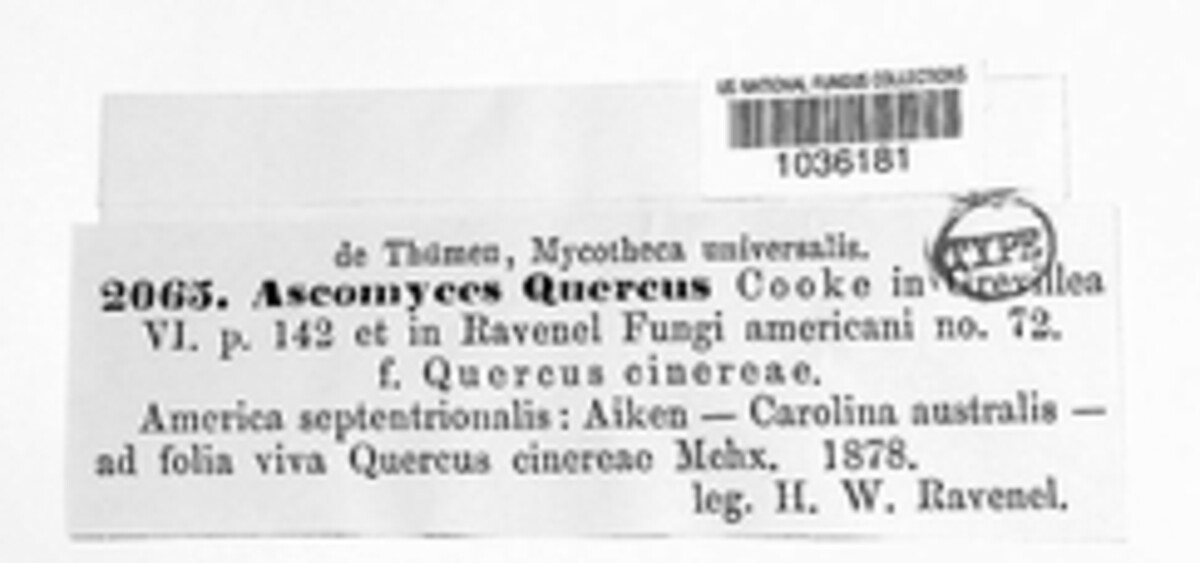Ascomyces quercus image